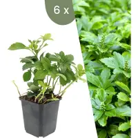 Frank GmbH Plants by Frank | 6 Plantes de pachysandre | Pachysandra terminalis 'Green Carpet' | Couvre-sol rustique | Vivaces rustiques | Plantes de jardin