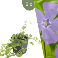 Frank GmbH Plants by Frank | 6 Plantes de pervenche | Vinca minor | Couvre-sol rustique | Vivaces rustiques | Plantes de jardin