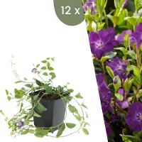 Frank GmbH Plants by Frank | 12 Plantes de pervenche pourpre | Vinca minor 'Atropurpurea' | Couvre-sol rustique | Vivaces rustiques | Plantes de jardin