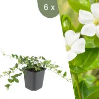 Frank GmbH Plants by Frank | 6 Plantes de pervenche blanche | Vinca minor 'Alba' | Couvre-sol rustique | Vivaces rustiques | Plantes de jardin