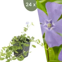 Frank GmbH Plants by Frank | 24 Plantes de pervenche | Vinca minor | Couvre-sol rustique | Vivaces rustiques | Plantes de jardin