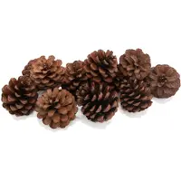 Colorations Coloriages - Pommes de pin, 12pcs.