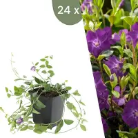 Frank GmbH Plants by Frank | 24 Plantes de pervenche pourpre | Vinca minor 'Atropurpurea' | Couvre-sol rustique | Vivaces rustiques | Plantes de jardin