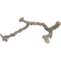 Trixie Branches Et Troncs De Liège