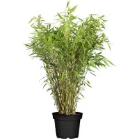 Everspring Bambou rouge - Ø29cm - ↕80cm - Ø19 - ↨60cm