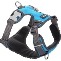 Red Dingo Harnais Pour Chien Acolchado