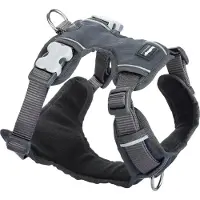 Red Dingo Harnais Pour Chien Acolchado