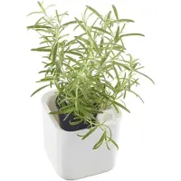 Orthex 53510 pot à herbes EDEN, largeur : 120 mm, blanc