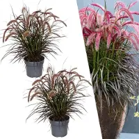 Frank GmbH Plants by Frank | Herbe aux écouvillons rouge XL | 2 Pennisetum alopecuroides 'Tiny Tails' | Graminées rustiques | Vivaces rustiques | Plantes de jardin