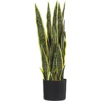 Beliani Snake Plant