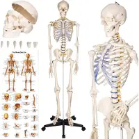TecTake - Squelette d'anatomie - modèle médical sur pied - marquage des muscles et des os - incl. poster avec muscles et os - 181cm - 400502