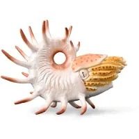Collecta Figure de Cooperoceras