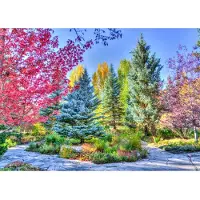 Grafika Puzzle Forêt Colorée, Colorado, USA - 500 à 999 pièces