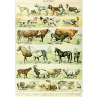 Grafika Puzzle Illustration du Nouveau Larousse Illustré : Mammifères, XIXè Siècle - 1000 pièces