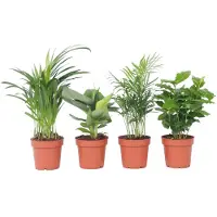 FloraStore Plantes d'intérieur tendance - Set de 4 - Hauteur 25-40cm - ⌀12cm