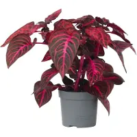FloraStore Feuille de sang - Iresine herbstii - Hauteur 20-30cm -⌀13cm