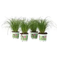 FloraStore Herbeà chat - Set de 4 - Cyperus zumula - Hauteur 30-40cm - ⌀12cm