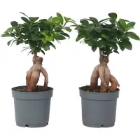 FloraStore Bonsaï - Set de 4 - Ficus microcarpa - Hauteur 30-40cm - ⌀12cm