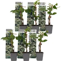 FloraStore Hortensia grimpant - Set de 6 - Hydrangea anomale petiolaris - H25-40cm -⌀9cm