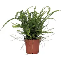 FloraStore Fougère de Duff - Nephrolepis'Duffii'- Hauteur 25-40cm -⌀12cm