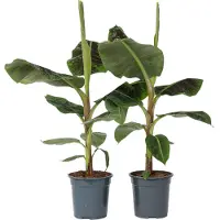 FloraStore Bananaier nain - Set de 2 - Musa'Dwarf Cavendish'- Hauteur 90-100cm -⌀21cm