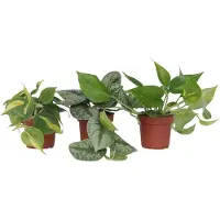 FloraStore Mélange de Pothos - Set de 3 - Philodendron, Epipremnum - H25-40cm - ⌀12cm