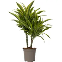 Plant in a Box Dragonnier - Dracaena deremensis 'Lemon Lime' - Hauteur 60-70cm - ⌀17cm