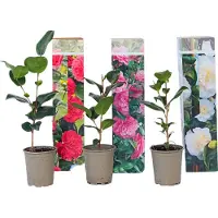 FloraStore Camélia - Set de 3 - Camellia japonica - Hauteur 25-40cm - ⌀9cm