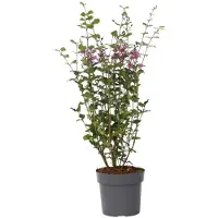 FloraStore Lilas remontant - Syringa'Bloomerang'- Hauteur 55-65cm -⌀19cm