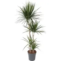 Plant in a Box Dragonnier - Dracaena marginata - Hauteur 150-160cm - ⌀27cm