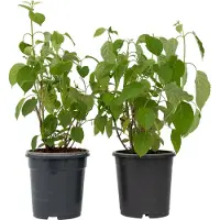 FloraStore Hortensia - Set de 2 - Hydrangea'Pink Annabelle'- Hauteur 40-50cm -⌀19cm
