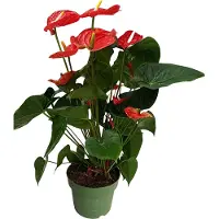 FloraStore Langue de feu - Anthurium'Madural Red'- Hauteur 55-70cm -ø17cm