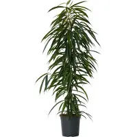 FloraStore Ficus pleureur - Ficus binnendijkii - Hauteur 100-110cm -⌀21cm