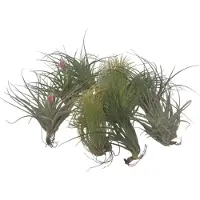 FloraStore Plante aérienne - Set de 12 - Tillandsia - Hauteur 5-15cm - ⌀5cm