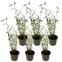 FloraStore Bambou non-traçant - Set de 6 - Fargesia'Blue Dragon'- Hauteur 30-40cm -⌀13cm