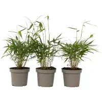 FloraStore Bambou - Set de 3 - Fargesia'Asian Wonder'- Hauteur 25-40cm -⌀13cm