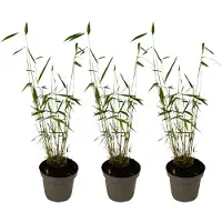 FloraStore Bambou non-traçant - Set de 3 - Fargesia'Blue Dragon'- Hauteur 30-40cm -⌀13cm