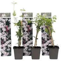 FloraStore Jasminétoilé - Set de 3 - Jasminum'Officinale'- Hauteur 25-40cm -⌀9cm