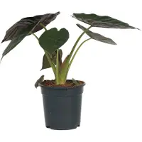 FloraStore Planteéléphant - Alocasia Wentii - Hauteur 70-80cm - ⌀19cm