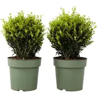 FloraStore Houx crenelé - Ilex crenata'Jenny'- Hauteur 30-40cm -⌀17cm