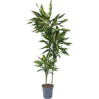 Plant in a Box Dragonnier - Dracaena fragrans 'Cintho' - Hauteur 140-150cm - 24cm