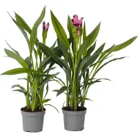 FloraStore Plante Tropicale - Set de 4 - Curcuma'Siam Splash'- Hauteur 40-60cm -⌀13cm