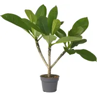 Plant in a Box Frangipanier - Plumeria rubra 'Hawaii' - Hauteur 45-55cm - 17cm