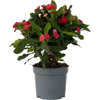 FloraStore Euphorbe de Madagascar - Euphorbia'Milii'- Hauteur 25-35cm -⌀13cm