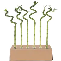 Plant in a Box Lucky Bamboo - Set de 12 - Dracaena sanderiana - Hauteur 40-50cm - 2cm