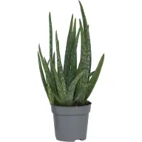 FloraStore Aloe vera - Aloe barbadensis - Hauteur 25-40cm -⌀10,5cm