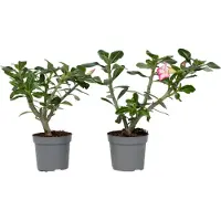 FloraStore Rose du désert - Set de 2 - Adenium obesum - Hauteur 30-45cm - ⌀13cm