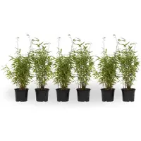FloraStore Bambou non-traçant - Set de 6 - Fargesia nitida'Red Dragon'- H50-70cm -⌀17cm