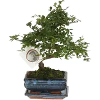 Plant in a Box Bonsaï - Zelkova serrata - Hauteur 20-25cm - 15cm