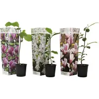 FloraStore Arbreà tulipes - Set de 3 - Magnolia - Hauteur 25-40cm - ⌀9cm